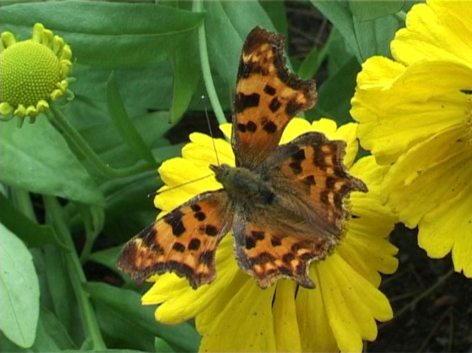 C-Falter ( Polygonia c-album ), und Hoher Sonnenhut : Moers, in unserem Garten, 09.07.2008